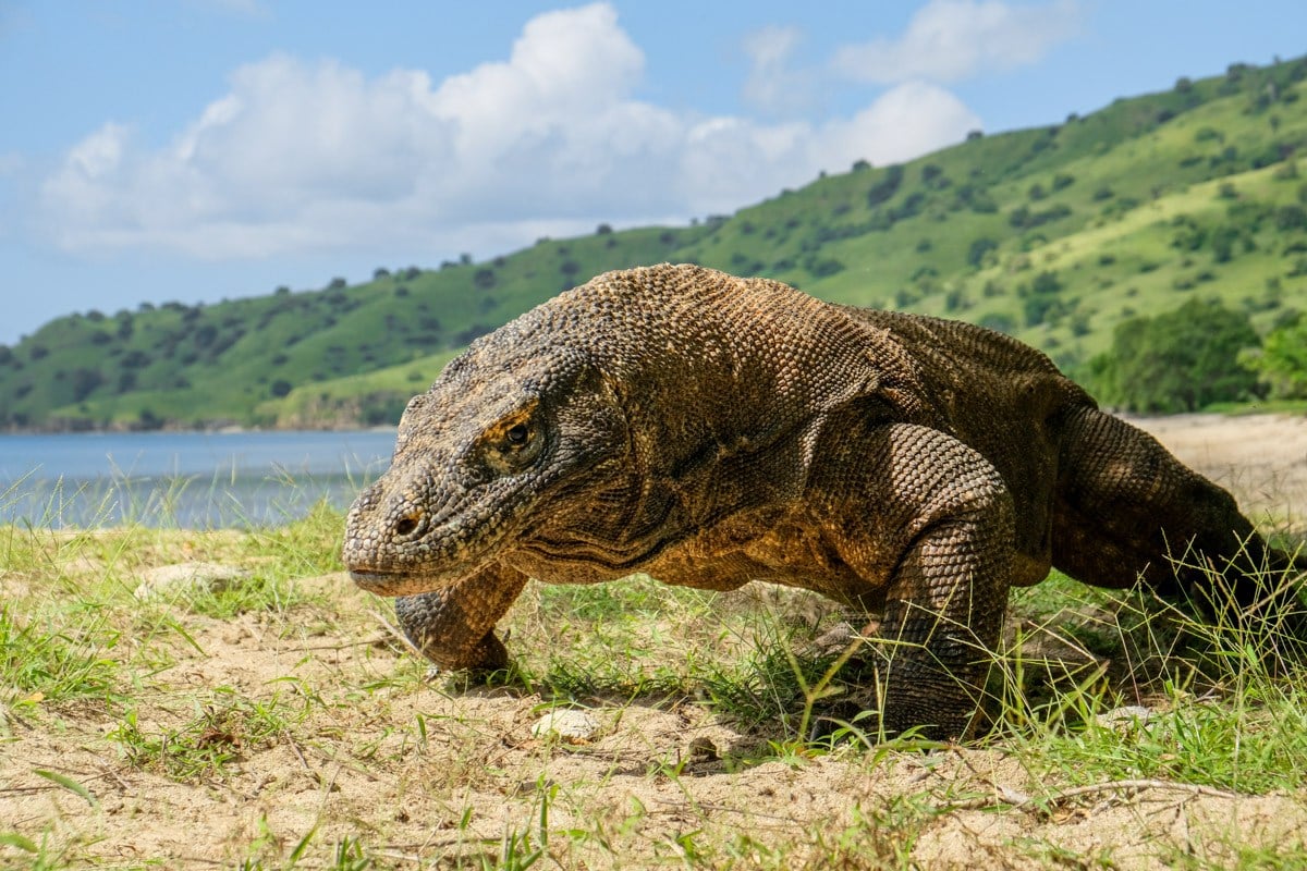 One Day Komodo Tour